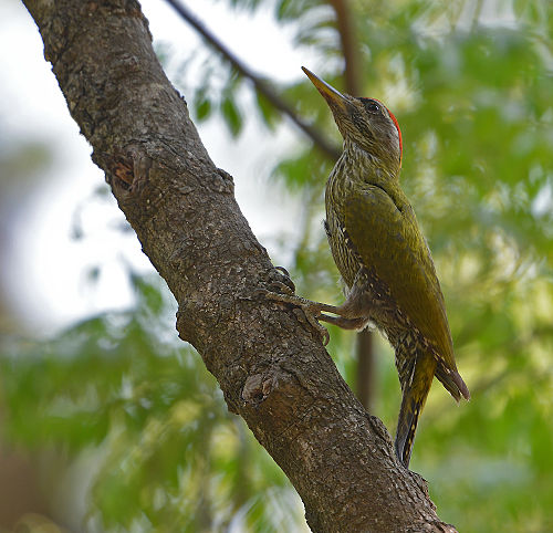 Streak-throated woodpecker